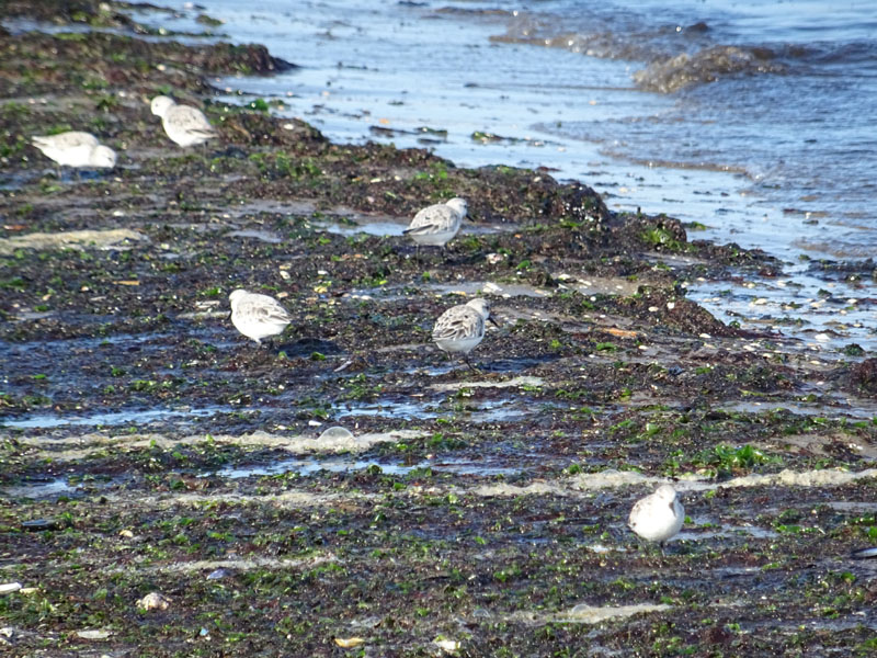 Calidris alba (Piovanello tridattico) - Scolopacidae